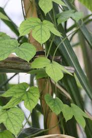 Image result for Dioscoreophyllum