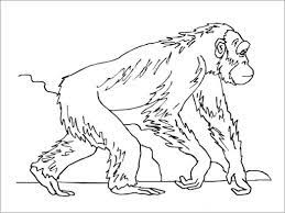 Coloring pages of characters from dreamworks animation movies and other. Walking Apes Coloring Pages Coloringbay
