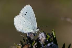 Image result for Celastrina argiolus