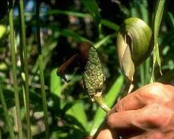 Image result for Centemopsis filiformis