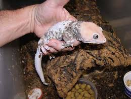 Tokay Gecko Care