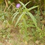 Image result for Vernonia galamensis