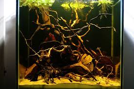 Japes 2010 Eartheater Work Photolog Page 8 Biotope Aquarium Aquarium Fish Aquascape Aquarium