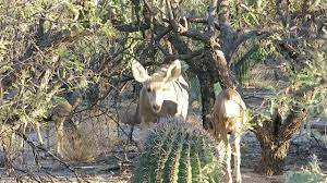 There are about 190 different species of opuntia. Deer Eating Cactus Fruit Youtube