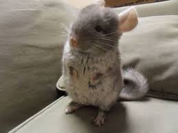 Brown Velvet Chinchilla Baby