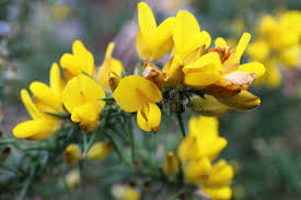 Image result for Ulex