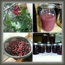 Check spelling or type a new query. Chokecherry Jelly Juiced Via Steam Juicer Almost A Quart Of Juice Made 7 Jars Of Jelly Chokecherry Jelly Canning Recipes Steamer Recipes