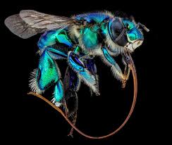 Image result for Isoglossa ciliata