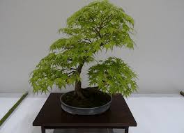 Ensuite, mélangez tourbe et sable humide (le support ne doit pas être. Bonsai Erable Du Japon Fiche D Entretien De L Acer Maitre Bonsai