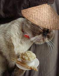 Boston Loves Chinese Food Chinese Food Chinese Crazy Cats