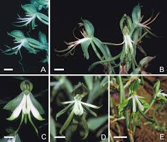 Image result for Bonatea pulchella