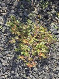 Image result for Euphorbia ophthalmica