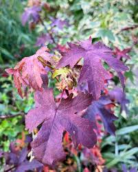 Image result for Liquidambar