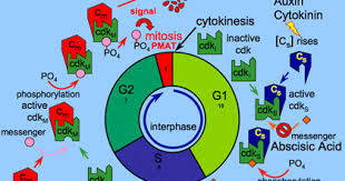 Helas can go through complete cell cycle during 24 hours, mitosis takes place in the last hour. Plant Life Cell Cycle