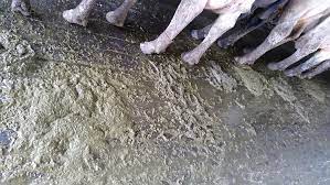 Manure Can Tell You A Lot
