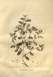 Image result for Indigofera flavicans