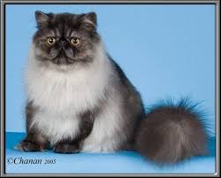 Color Chart Persian Cats For Sale Cats For Sale Persian
