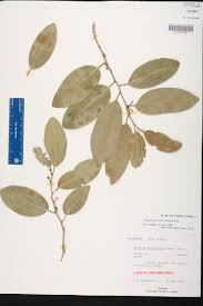 Image result for Drypetes