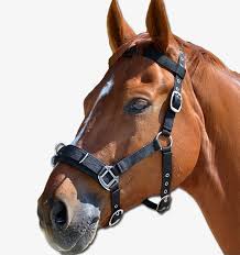 Check spelling or type a new query. Waldhausen Economic Lunge Cavesson Pony Royal Equestrian