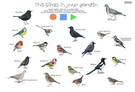 Pin By Chelsey Dubois On Birds British Birds