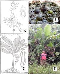 Primer lugar, la selección de la planta y el momento de la recolección son primordiales: Los Frutales Del Nordeste Argentino En La Materia Medica Misionera Del Jesuita Pedro Montenegro Stampella Bonplandia