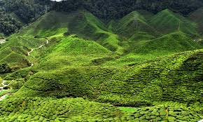 The spice trade may have originally attracted traders and merchants to penang, but it was the discovery of rich deposits of natural resources on the malaysian peninsula. Natural Resources Of Malaysia Tea Tea As A Natural Resource Of Malaysia