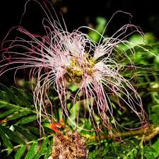 Image result for Trichilia quadrivalvis