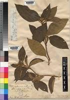 Image result for Tristemma