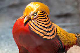 Birds sikkim is one of the best places to see birds of the eastern himalaya. Sikkim State Bird