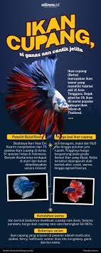 Maybe you would like to learn more about one of these? Ikan Cupang Naik Pamor Kala Pandemi