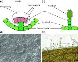 A post at spiritplants mentions that therefore merely rubbing the undersid. Molecular Biology Of Glandular Trichomes And Their Functions In Environmental Stresses Springerlink