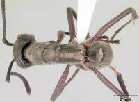 Image result for Nesaea polycephala