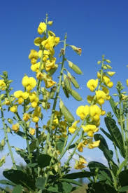 Image result for Crotalaria pudica