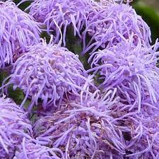 Ageratum Houstonianum Nordmeer Flower J Best Flower Wallpaper