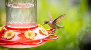 Like tiny flying jewels, hummingbirds are a treat to observe zipping, perching, or. How To Make Hummingbird Food Purewow