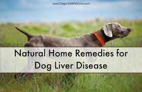 Natural Home Remedies For Dog Liver Disease Liver Disease Natural Home Remedies Natural Dog Health