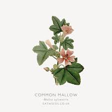 Image result for Malva