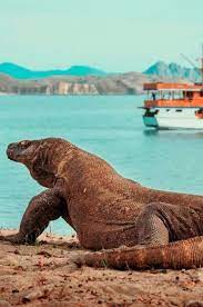 تنين كومودو اغرب حيوان بالعالم komodo island komodo national park komodo dragon