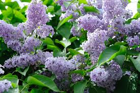 Field guides are often useless for garden flower identification since. 22 Purple Flowers For Gardens Perennials Annuals With Purple Blossoms