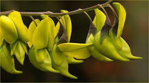 Image result for Crotalaria agatiflora