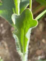 Image result for Emilia discifolia