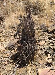 Image result for Myrothamnaceae