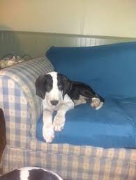 Great dane rescue utilizing foster homes for optimal socialization. 7 Great Dane Puppy Puppies Dogs For Sale Ideas Great Dane Puppy Dane Puppies Puppies