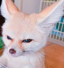 Bhcrn Cute Animals Baby Fennec Fox Big Ears 09 Canvas Poster Wall Art Decor  Print Picture Paintings For Living Room Bedroom Decoration  12X18Inchs(30X45Cm) : Amazon.Ca: Home