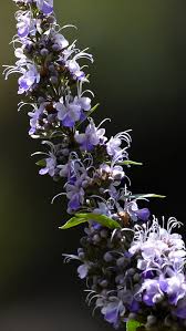 Image result for Caryopteris odorata