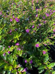 Image result for Cuphea