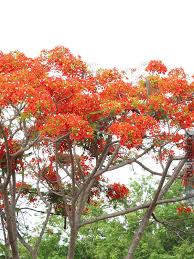 I decided at that time. Dwarf Poinciana Caesalpinia Pulcherrima Kens Nursery
