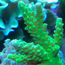 Image result for Acrotome hispida