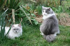 I have 1 remaining black and white male, and 1 remaining back and white female. Solid Non Pointed Ragdolls