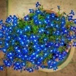 Whilst we understand some property owners may prefer this information be kept confidential, we are licensed to display this information from various third parties. Growing Lobelia Tips For Care Of Lobelia
